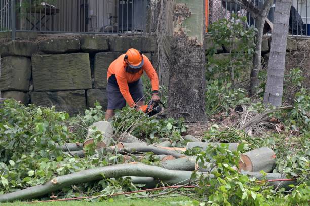 How Our Tree Care Process Works  in  Owatonna, MN